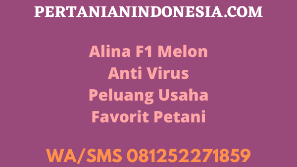 Alina F1 Melon Anti Virus Peluang Usaha Favorit Petani